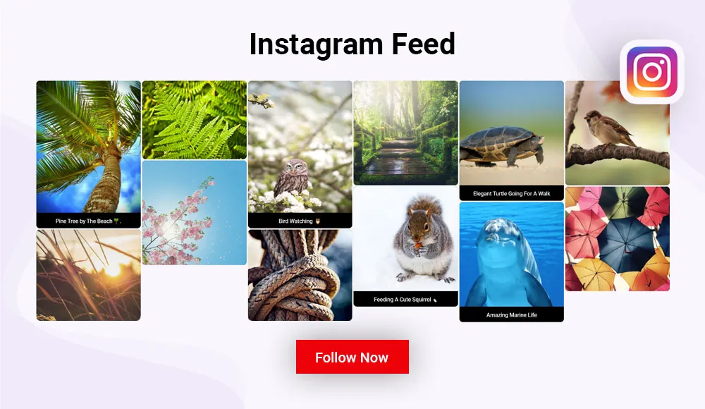 Divi Instagram Feed Module