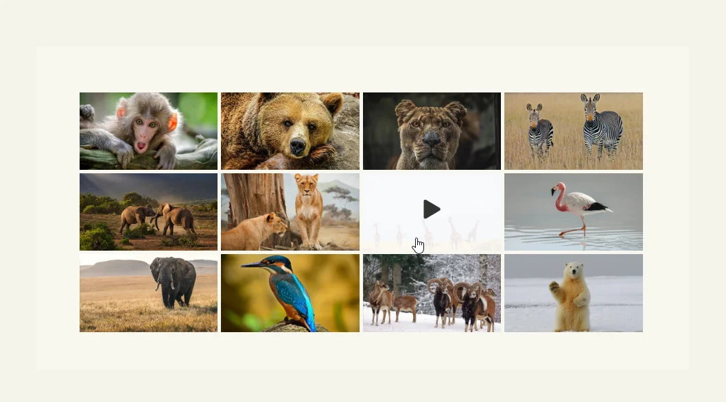 Video gallery for Divi example 2