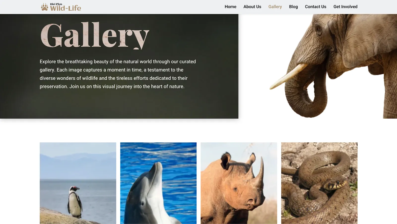 Wildlife theme gallery page from Divi Plus